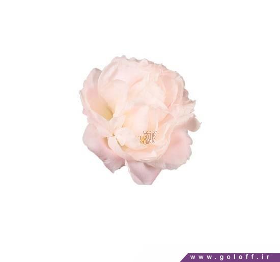 گل صد تومانی فلورنس - Peony | گل آف
